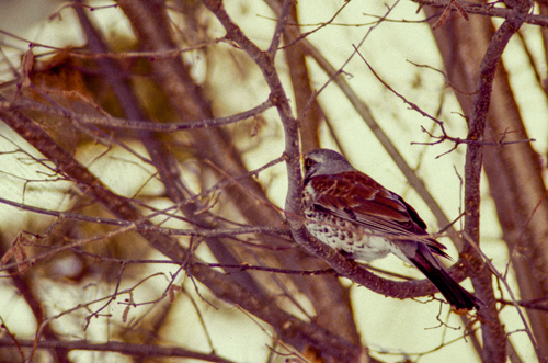 Sperling im Winter