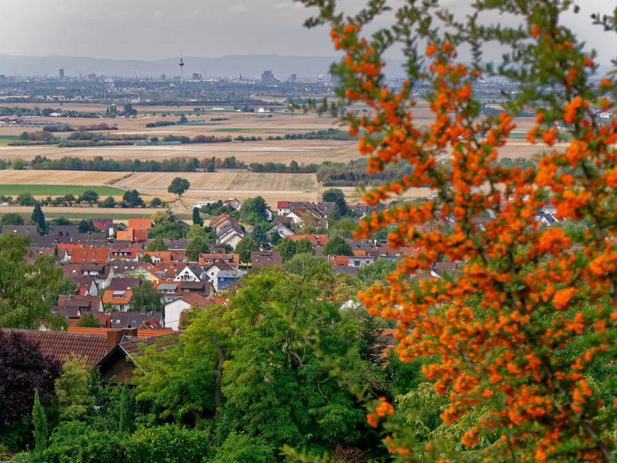 Blick in die Rheinebene