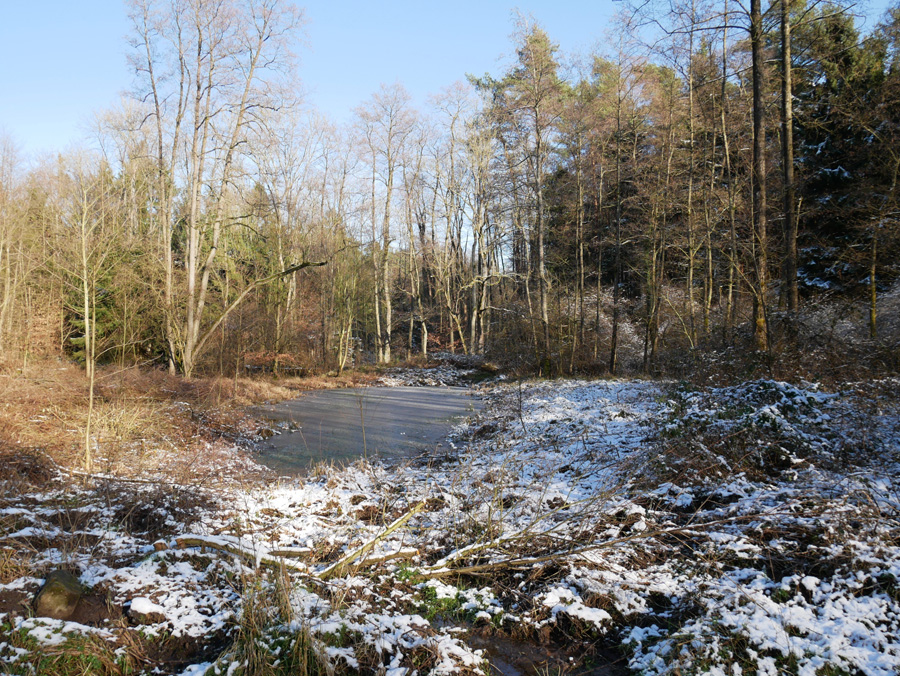 Groß-Zimmerner Wald