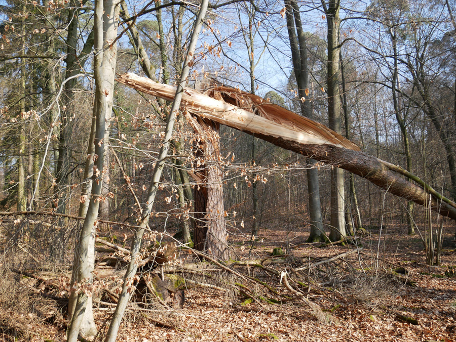 Groß-Zimmerner Wald