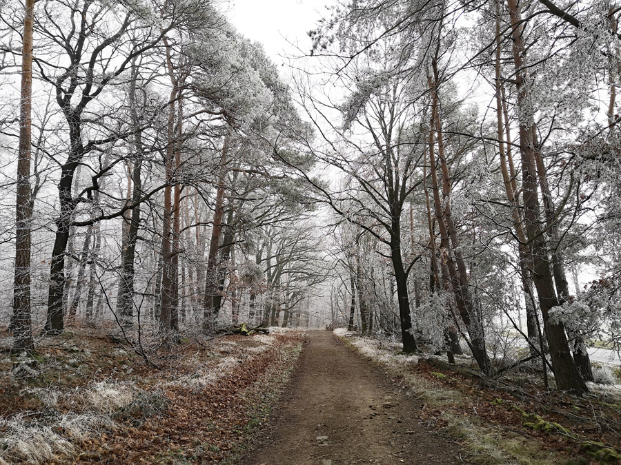 Winterwald bei Raibach