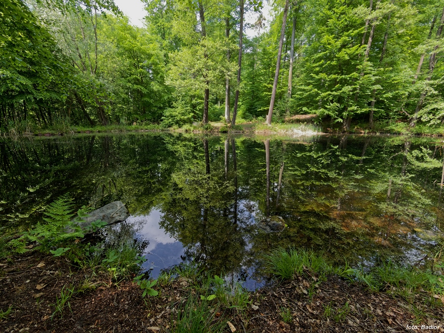 Försterteich Darmbachquelle