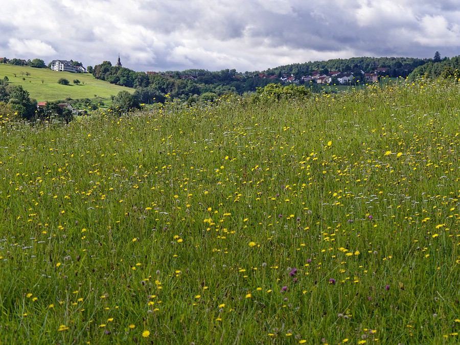 Kirchbrombach-bunte-Wiesen