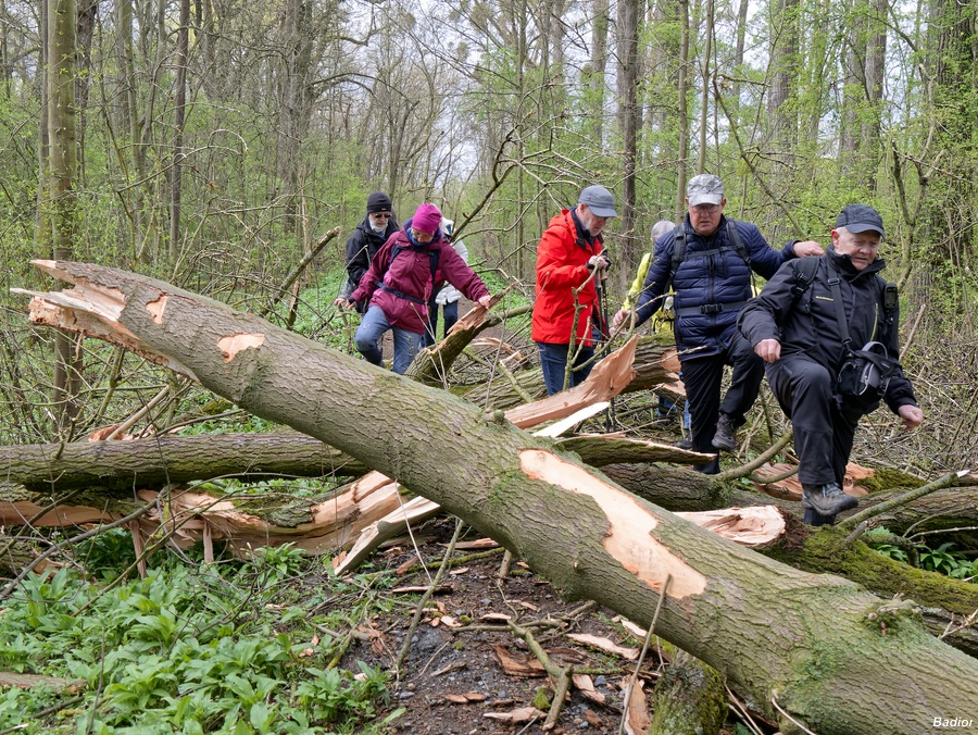 Wanderer meistern Windbruch Hindernis