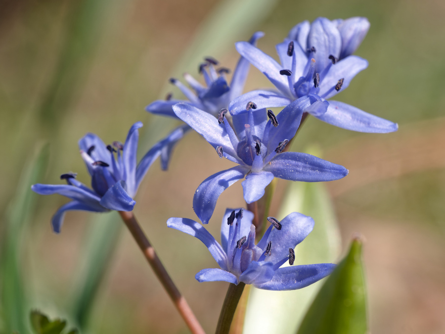 Zweiblaettriger Blaustern