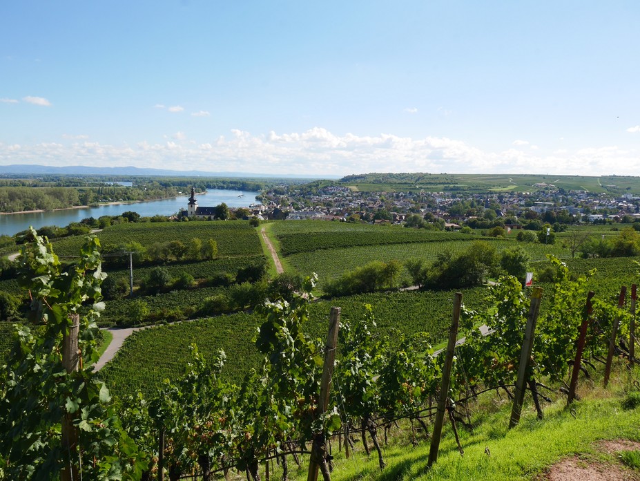 Blick-auf-Nierstein 