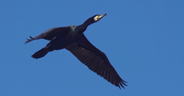 Kormoran