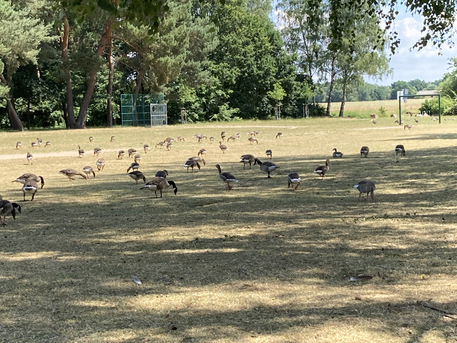 Gänseschar am Spießfeld