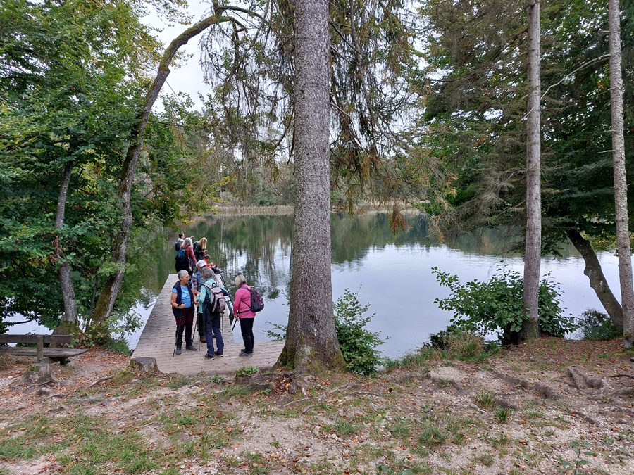 Karpfen beobachten am Hartsee