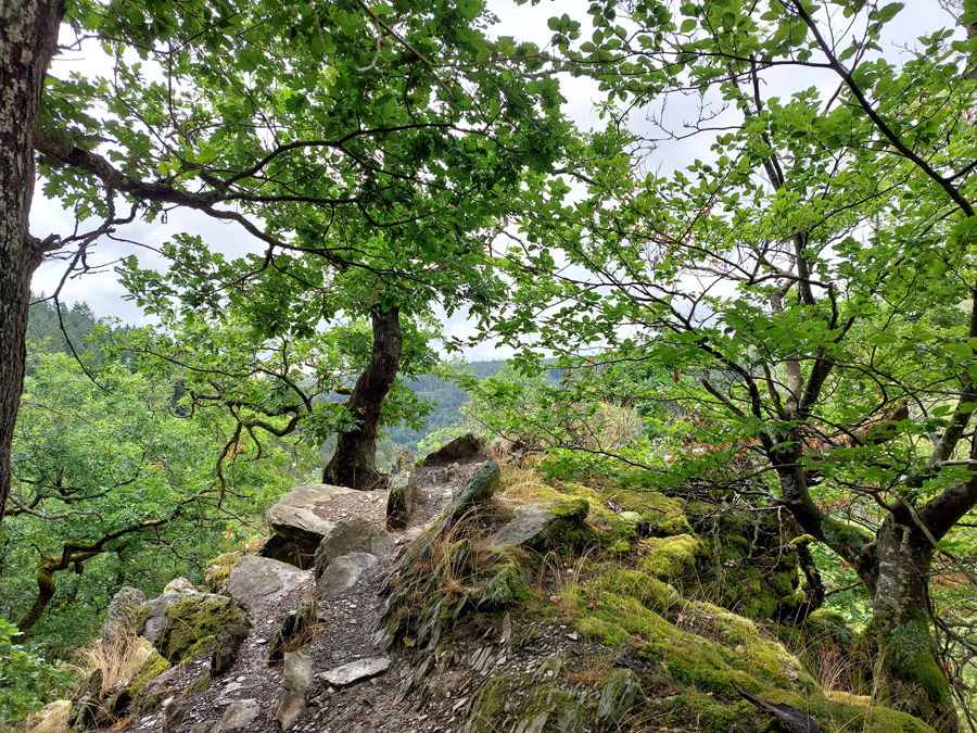 Saurierfelsen