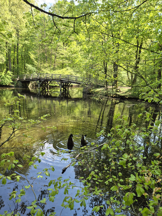 Weiher-mit-Steg Weiher-mit-Steg