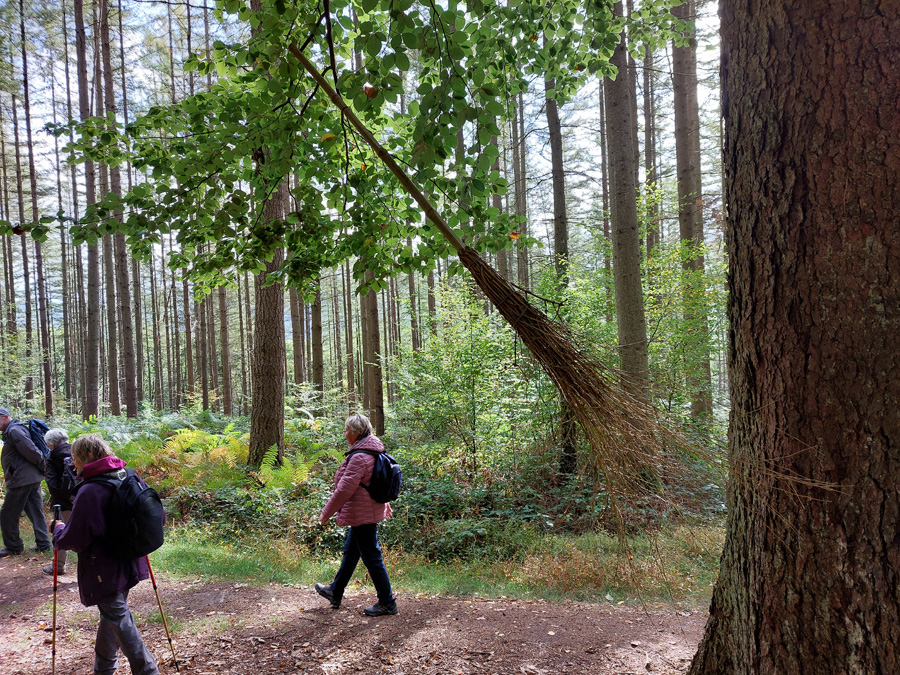 Hexenbesen