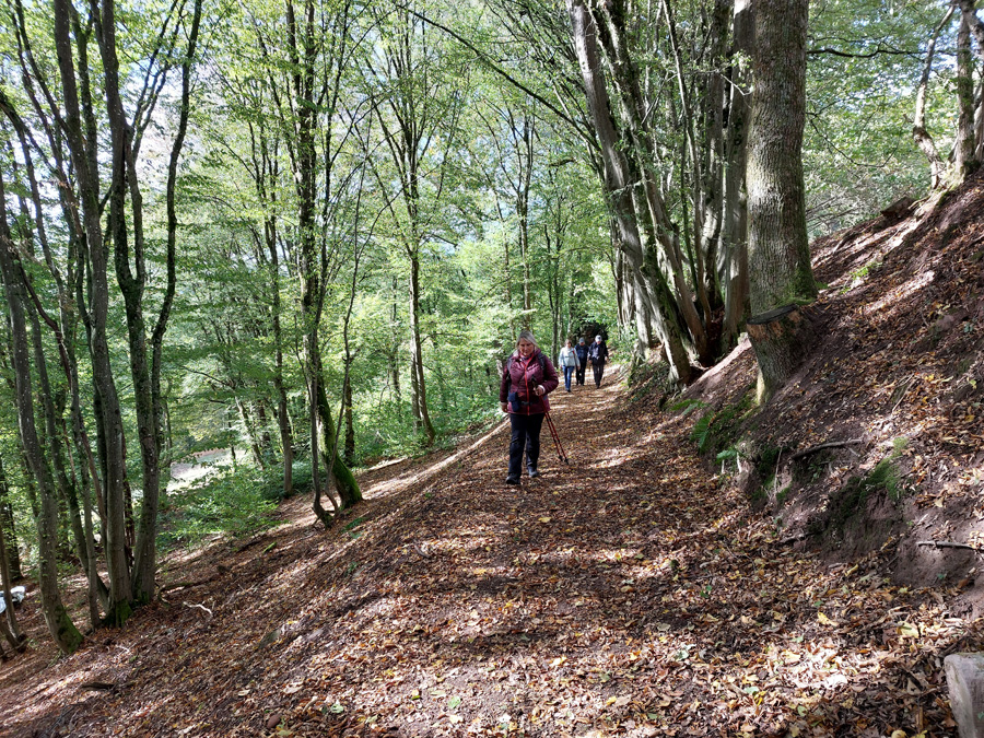 waldweg-sonnendurchflutet_2
