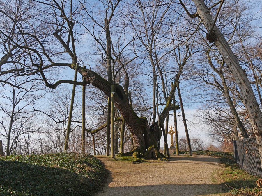 Schloss-Heiligenberg_Zentlinde