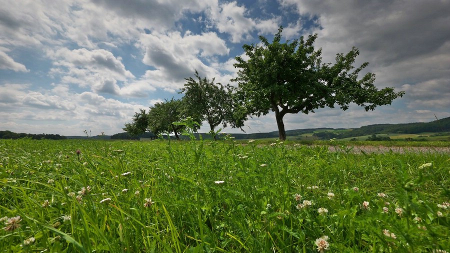 Weg oberhalb von Ober-Kinzig