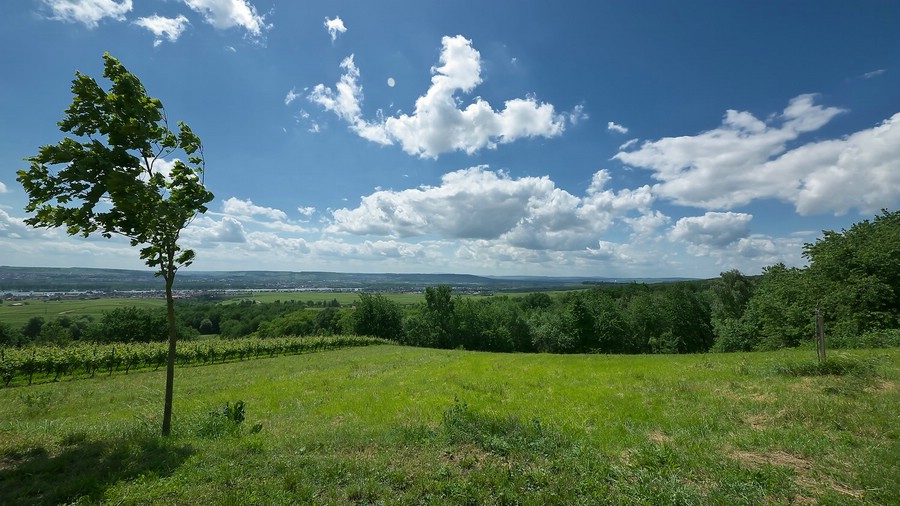 Blick auf den Rhein zwischen Kiedrich und Hallgarten