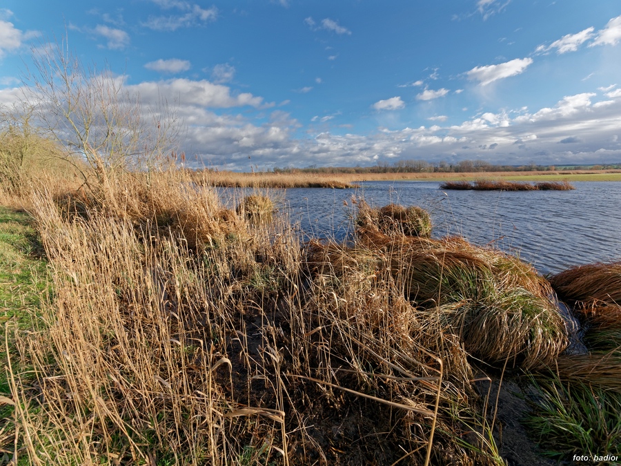 Reinheimer Teich Ufer