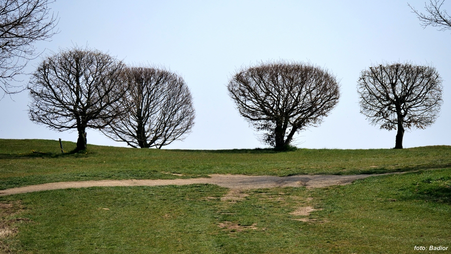 Kahle Baeume am Golfplatz