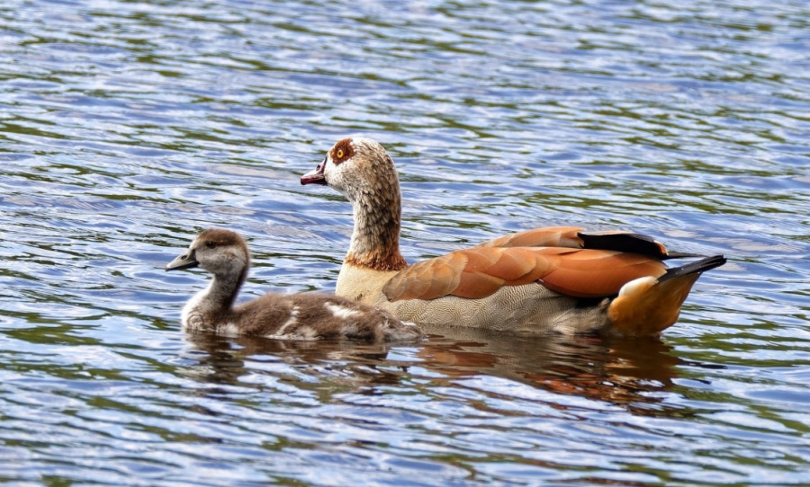 Nilgans-mit-Kueken.jpg