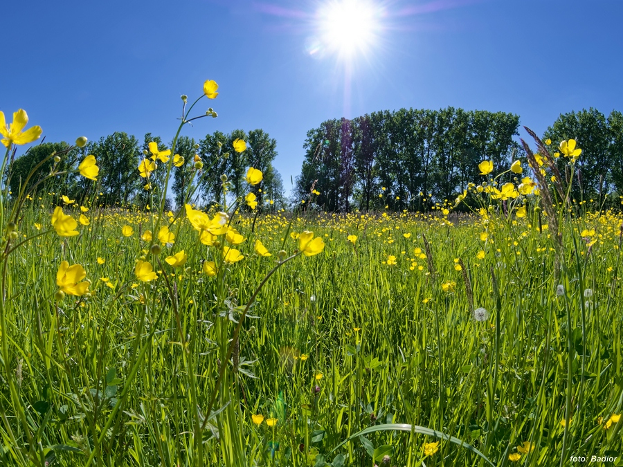 Wiesenblumen_Landwehrgraben