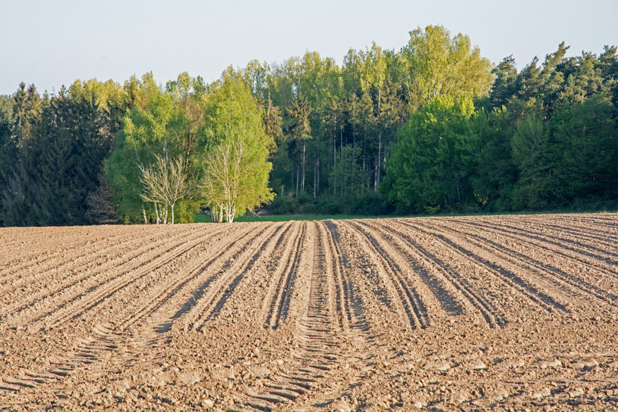 Morgen-Feld.jpg