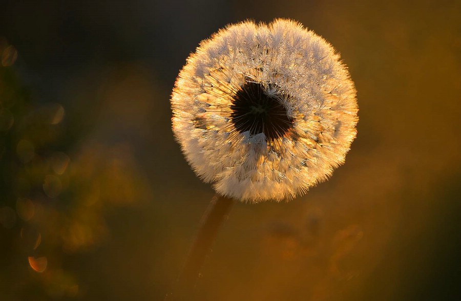 Morgentau-Pusteblume.jpg