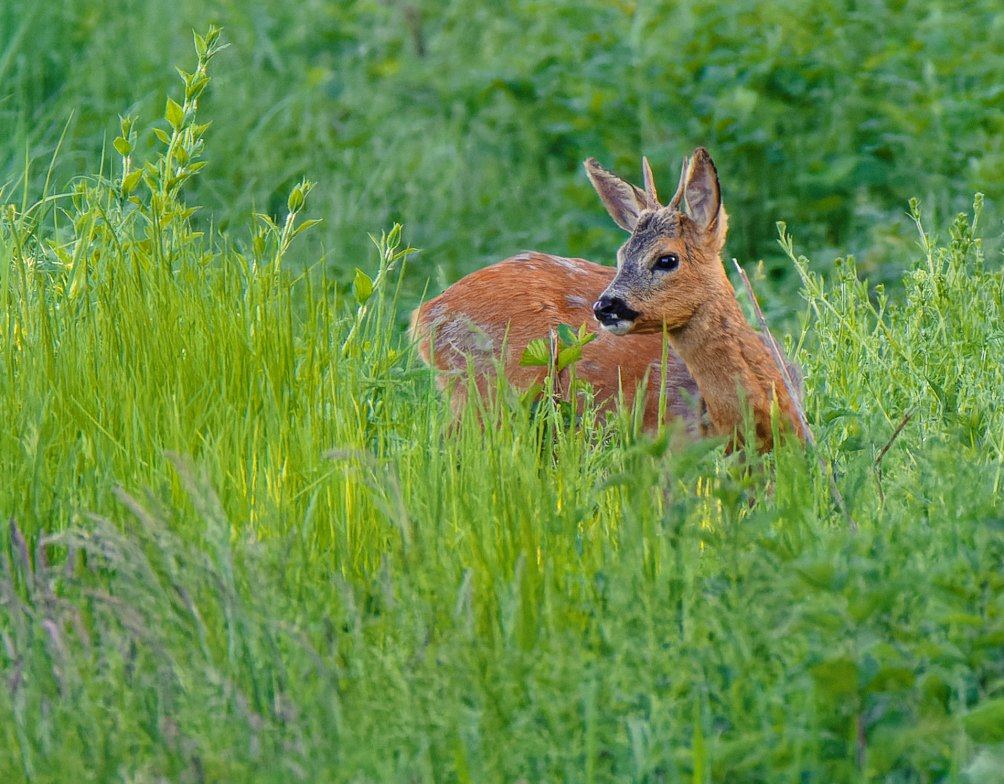 Rehe benötigen Freiflächen