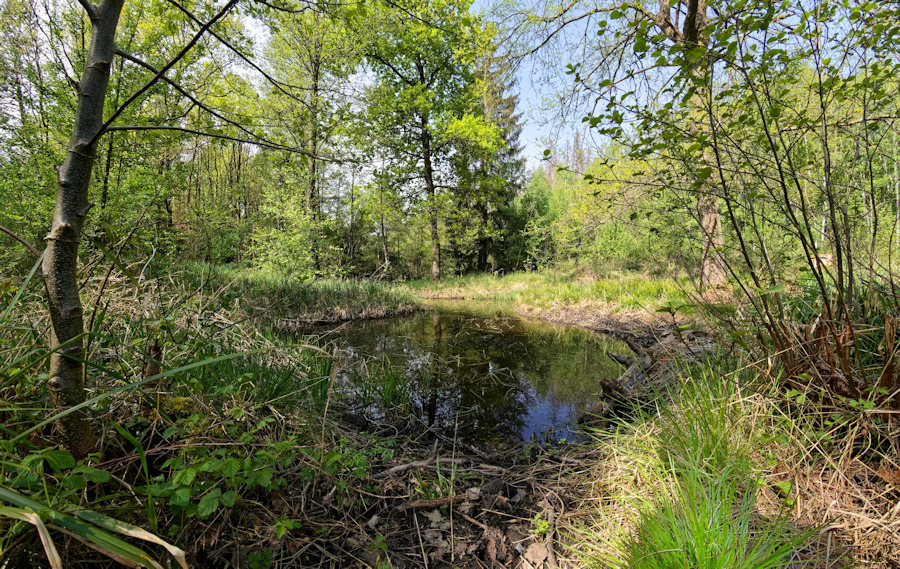 Teich in der Birkertschneise